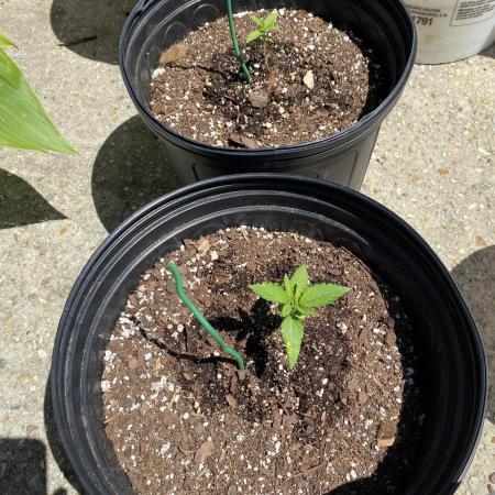 Rqs northern lights autoflower