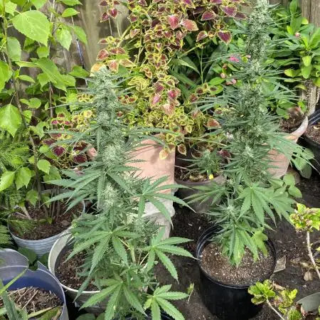 Rqs northern lights autoflower