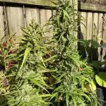 Rqs northern lights autoflower