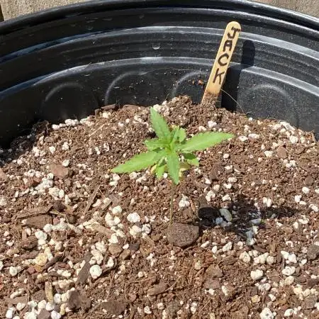 Rqs Royal Jack auto