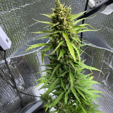 Rqs northern lights autoflower