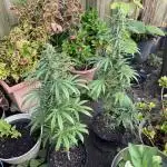Rqs northern lights autoflower