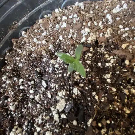Rqs green gelato auto