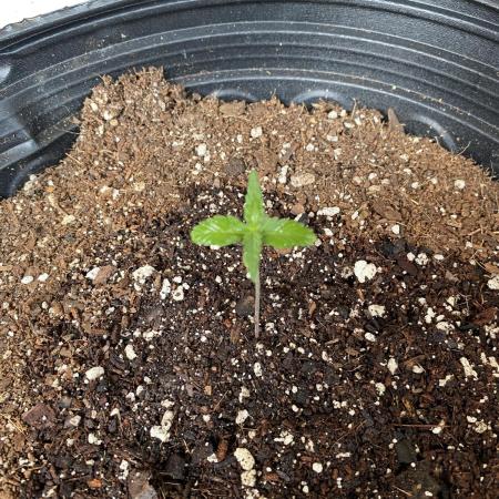 Rqs wedding cake auto