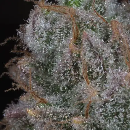 Blueberry Muffin No Till 4x4