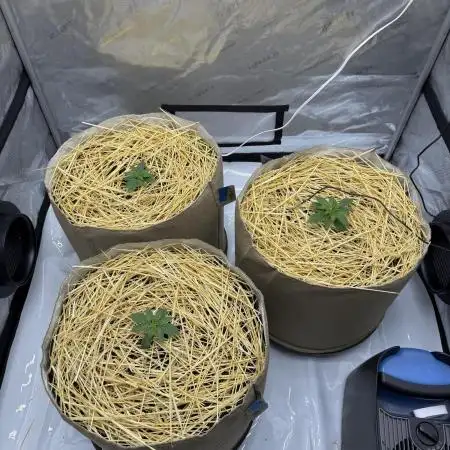 Blueberry Muffin No Till 4x4