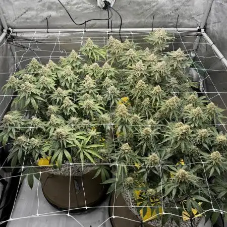 Blueberry Muffin No Till 4x4