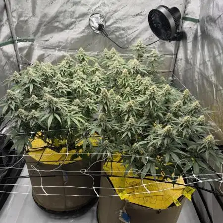 Blueberry Muffin No Till 4x4