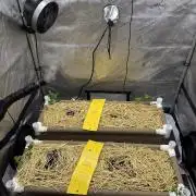 Bad Girl (Twenty20) in Living Soil