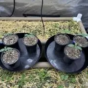 Bad Girl (Twenty20) in Living Soil