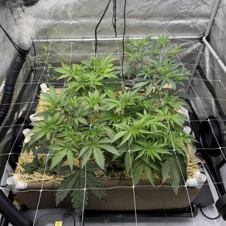 Bad Girl (Twenty20) in Living Soil