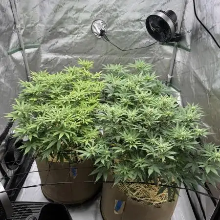 Blueberry Muffin No Till 4x4
