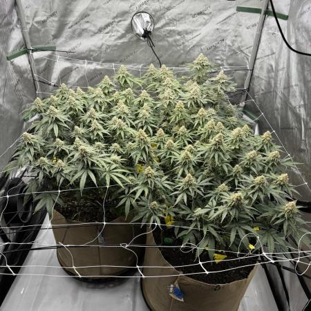 Blueberry Muffin No Till 4x4