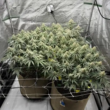 Blueberry Muffin No Till 4x4