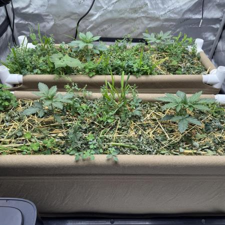 Bad Girl (Twenty20) in Living Soil