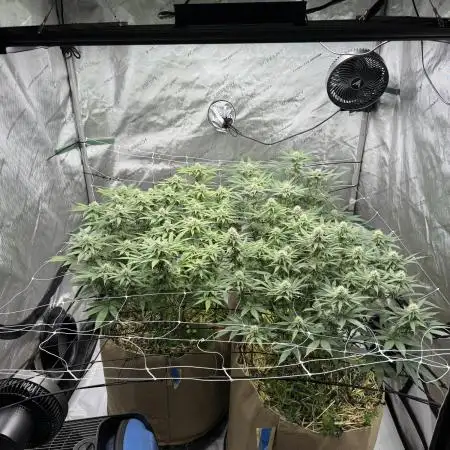 Blueberry Muffin No Till 4x4