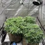 Blueberry Muffin No Till 4x4