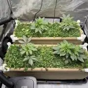 Bad Girl (Twenty20) in Living Soil