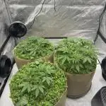 Blueberry Muffin No Till 4x4