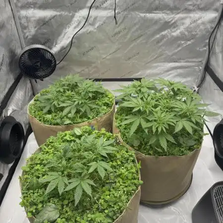 Blueberry Muffin No Till 4x4