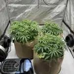 Blueberry Muffin No Till 4x4