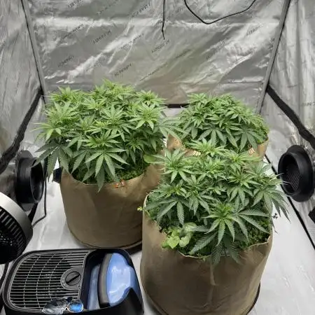 Blueberry Muffin No Till 4x4