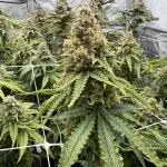 Blueberry Muffin No Till 4x4