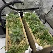 Bad Girl (Twenty20) in Living Soil