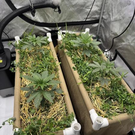 Bad Girl (Twenty20) in Living Soil