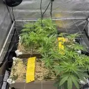 Bad Girl (Twenty20) in Living Soil