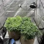 Blueberry Muffin No Till 4x4