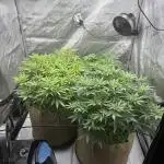 Blueberry Muffin No Till 4x4