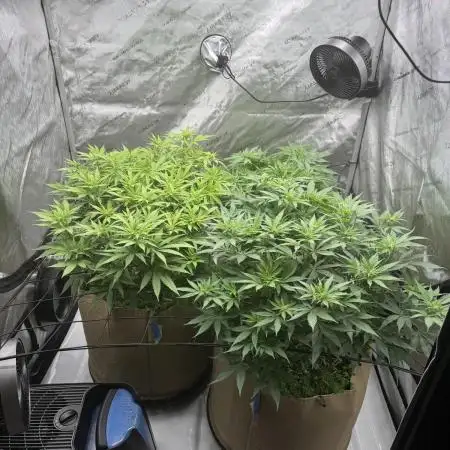 Blueberry Muffin No Till 4x4