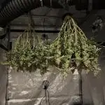 Blueberry Muffin No Till 4x4