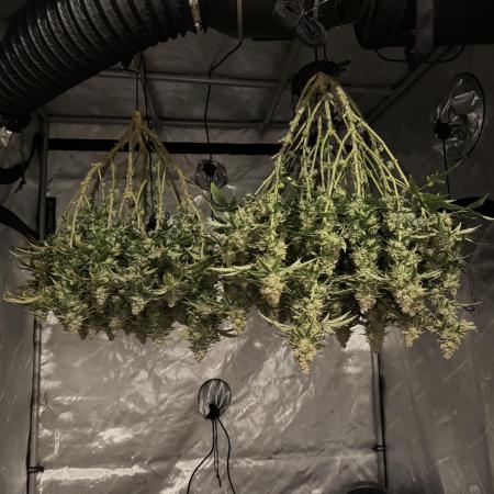 Blueberry Muffin No Till 4x4