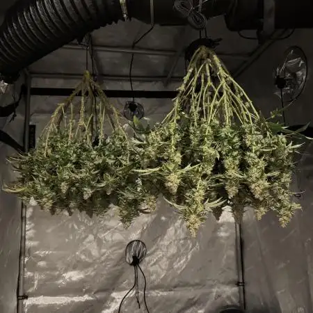Blueberry Muffin No Till 4x4