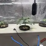 DIY RDWC