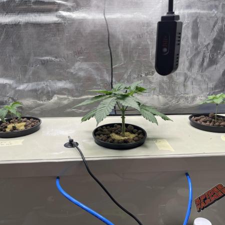 DIY RDWC