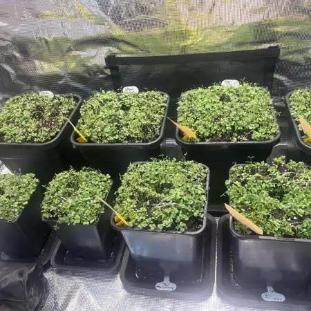 Erster 140x70x200 Grow 25