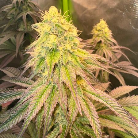 Grow Motion sucht den Super Pheno
