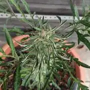 Frostys purple Freak