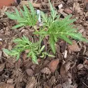 Frostys purple Freak