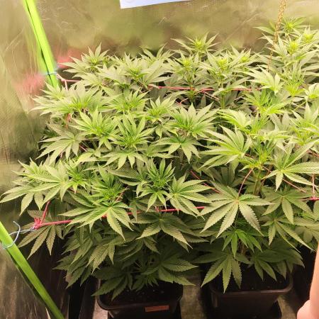 Gelato