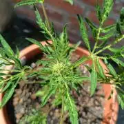 Frostys purple Freak