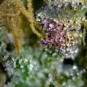Gelato