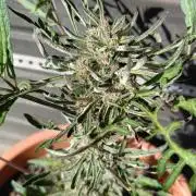 Frostys purple Freak