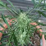 Frostys purple Freak