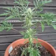 Frostys purple Freak