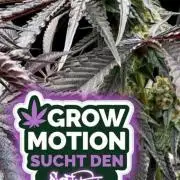Grow Motion sucht den Super Pheno