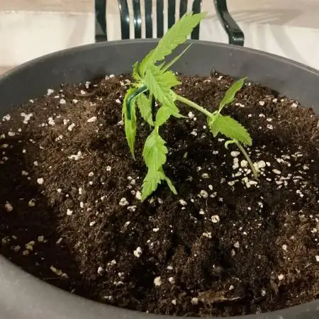 Blueberry Auto by Zamnesia